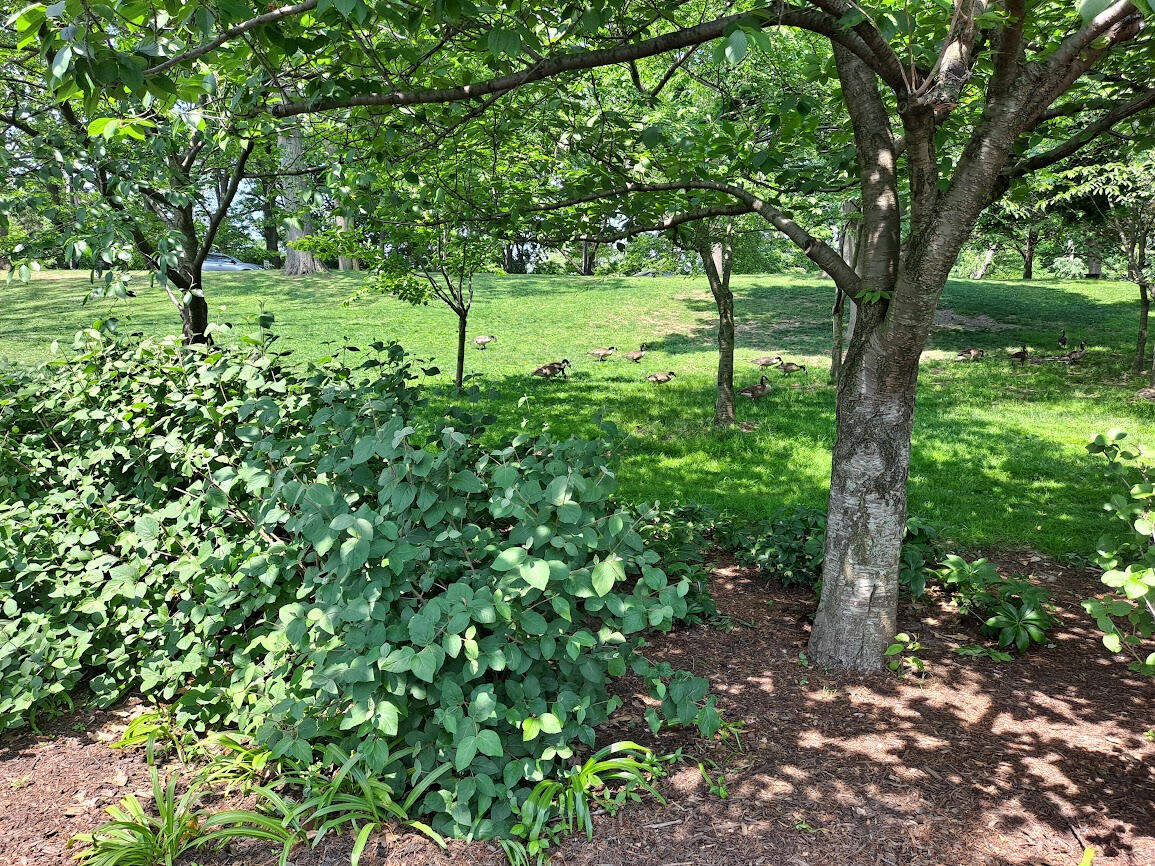 Stopped for a moment to watch geese grazing.