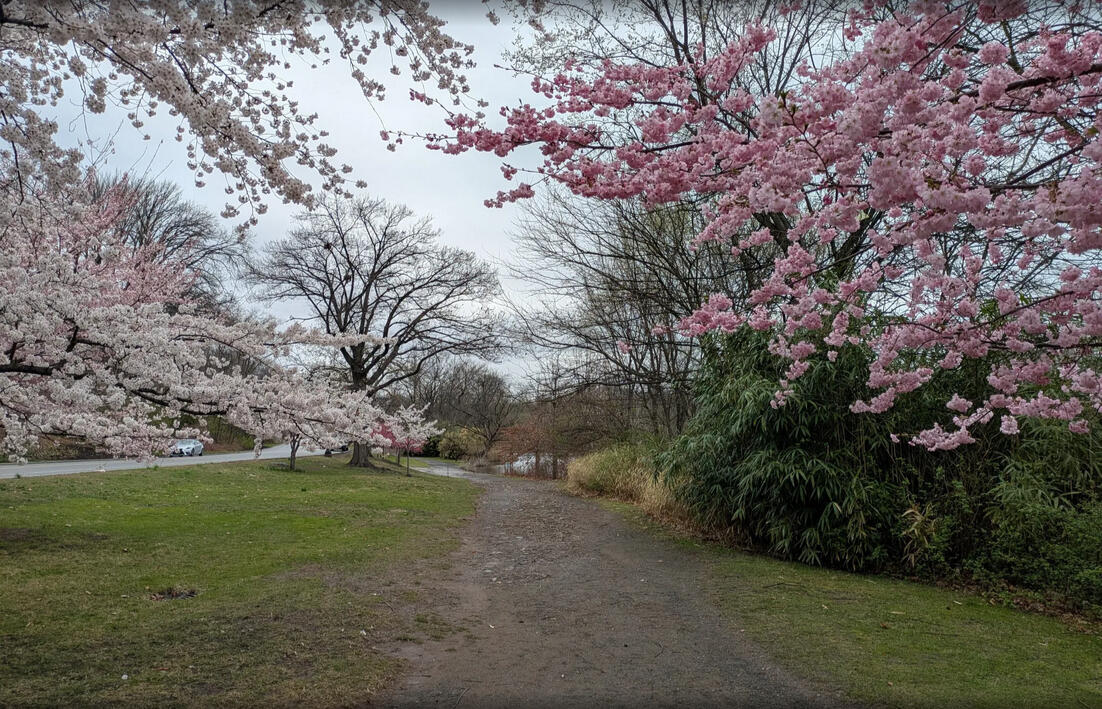 Branch Brook Park under the cherry blossoms.